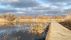 LE NOEL DU SCAMANDRE